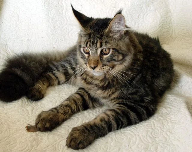 VASKO de Petite Léopoldine, Maine Coon brown mackerel tabby, élevage Abacoon