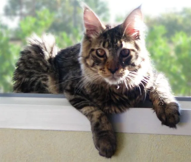 VASKO de Petite Léopoldine, Maine Coon brown mackerel tabby, élevage Abacoon