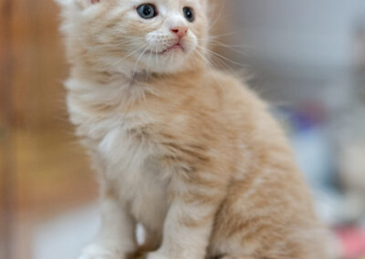 MAINE COON Abacoon 's URS