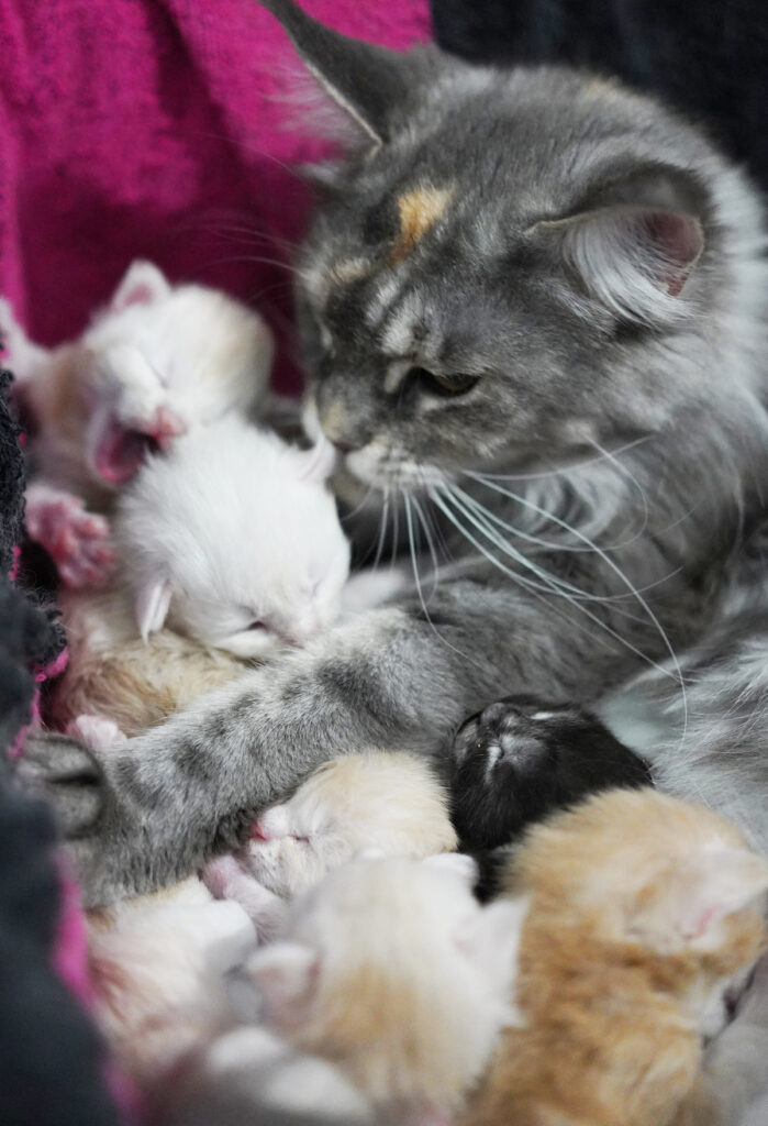 Maine Coon ABACOON