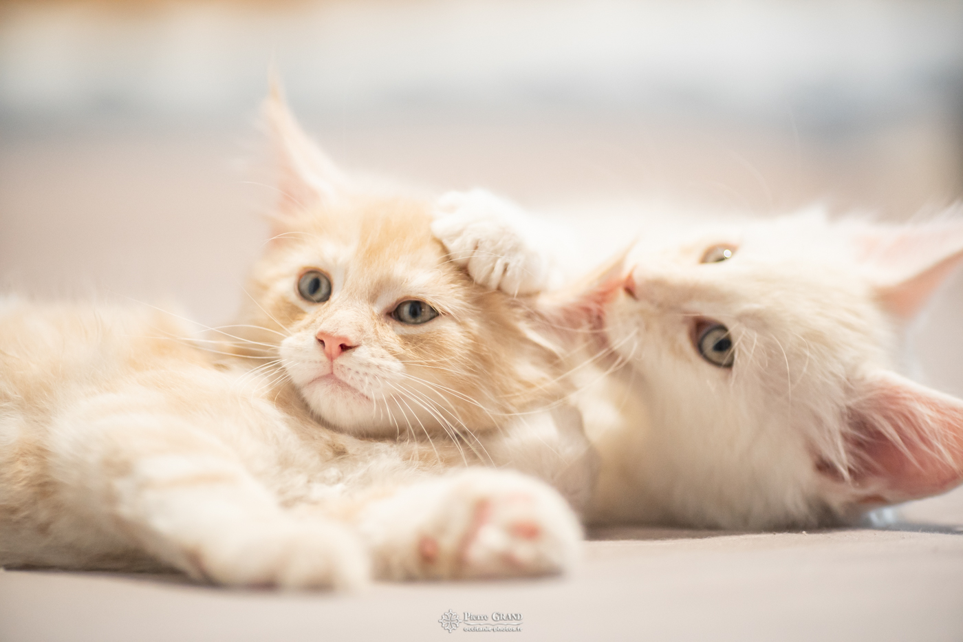 Maine Coon