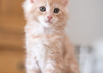 Maine Coon Abacoon's URS