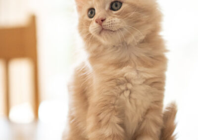 Maine Coon Abacoon's URS