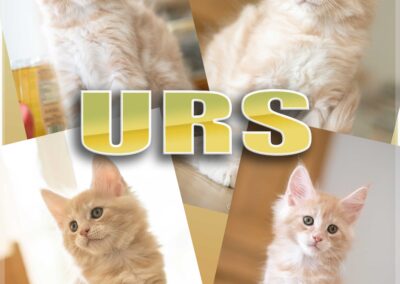 Maine Coon Abacoon's URS