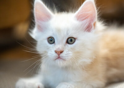 Abacoon's UTAH Maine Coon