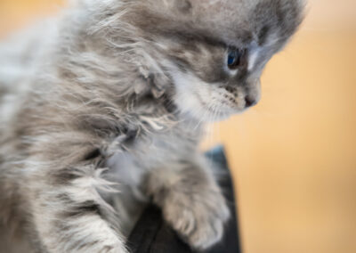 Abacoon's bleu