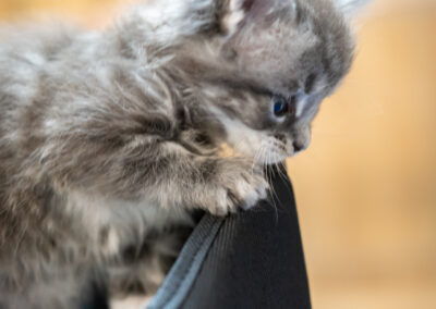Abacoon's bleu