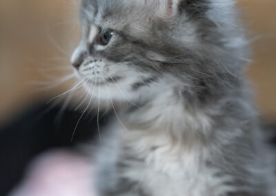 Abacoon's collier blanc