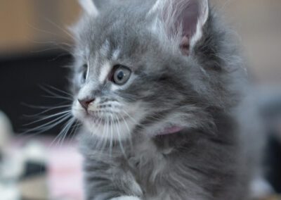 Abacoon's Vicky