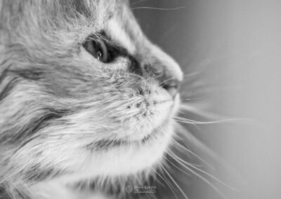 Abacoon's collier blanc