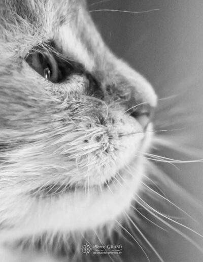 Abacoon's collier blanc