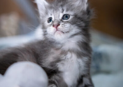Abacoon's collier blanc